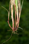 White edge sedge